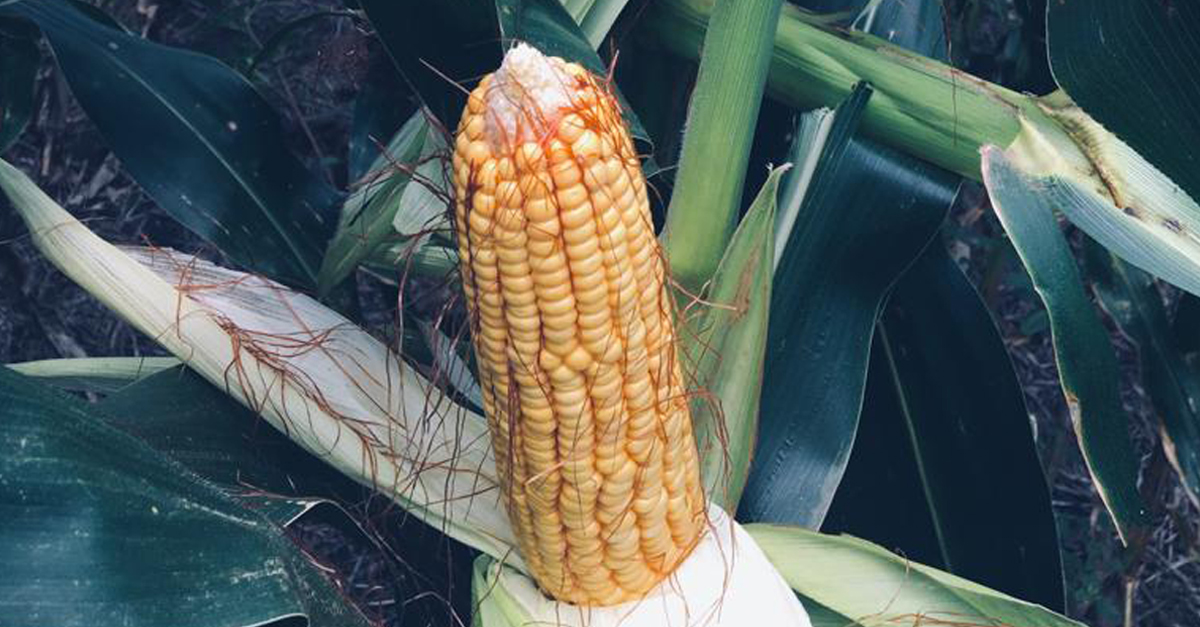 🌽🌽🌽 Excelente rendimiento del DK 72 10 💪💪💪

<a href="/DekalbArgentina/">DEKALB Argentina</a> 

#Maiz #Dekalb #Fullagro #GrupoQuemu