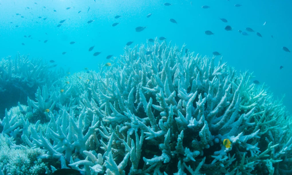 BD_Stew's tweet photo. Oh crap... #GreatBarrierReef on verge of another mass bleaching after highest temperatures on record https://t.co/cXGEr5e9Km #ClimateChange https://t.co/80NPP93Buq