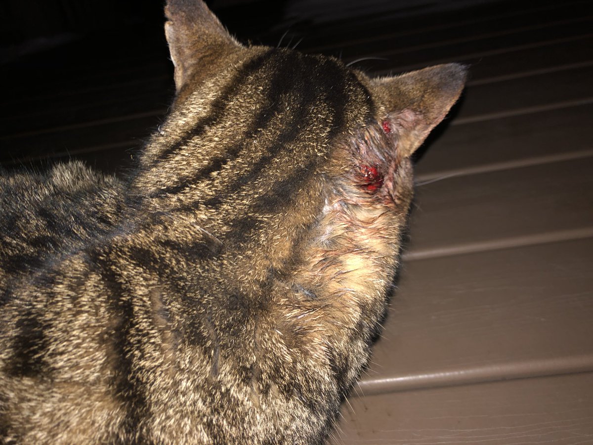 shanermurph's tweet photo. #KittyUpdate
Just got off the phone with a vet regarding the visiting cat’s injury… they recommend we get antibacterial soap to clean the area; as it is likely an abscess that has popped. Ew. If it becomes lethargic, we’re trapping it for them to pick up & treat.
So, good news. https://t.co/zqHautpkwX