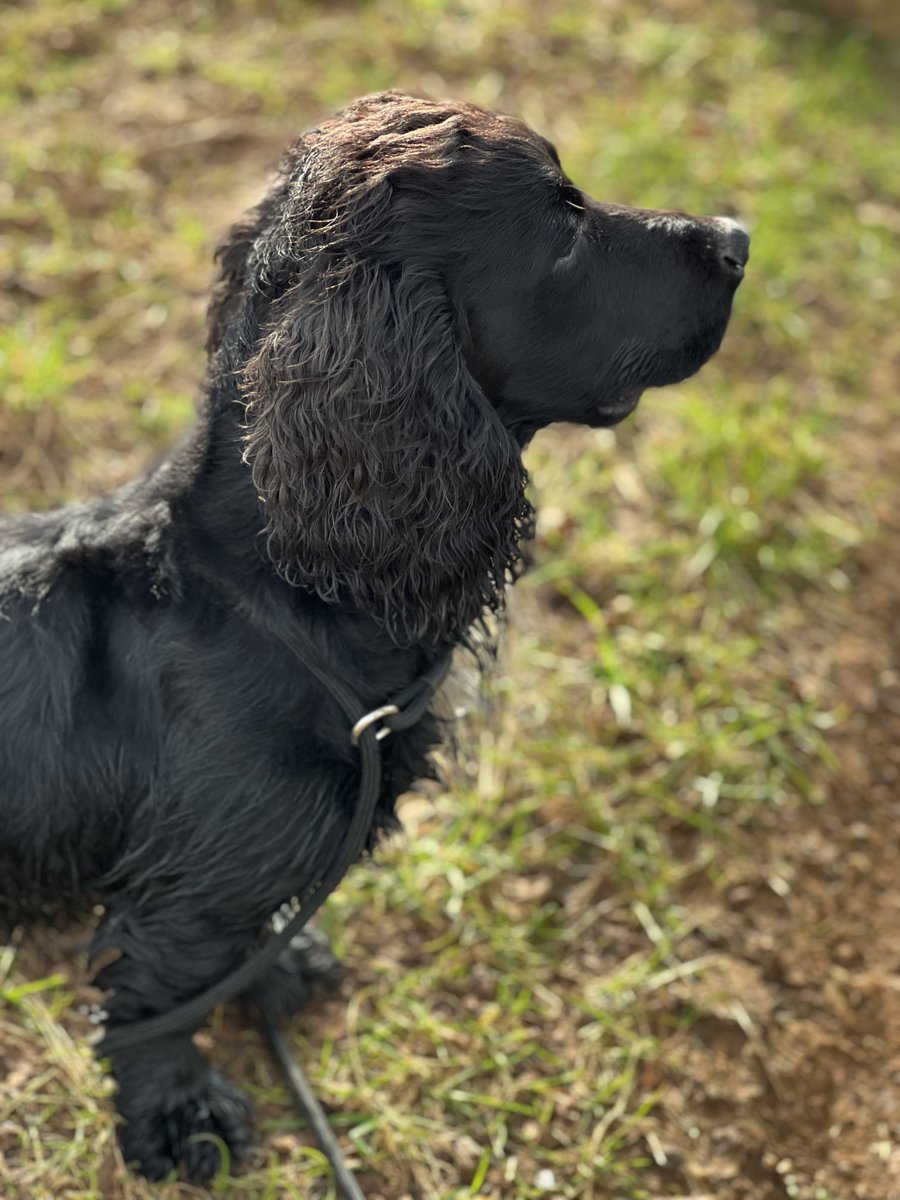 SJWesson's tweet photo. Beating on #beatersday beats a day in the wfh office. #cotswolds #costwoldslife #spaniels https://t.co/2IIfGrP9Qw