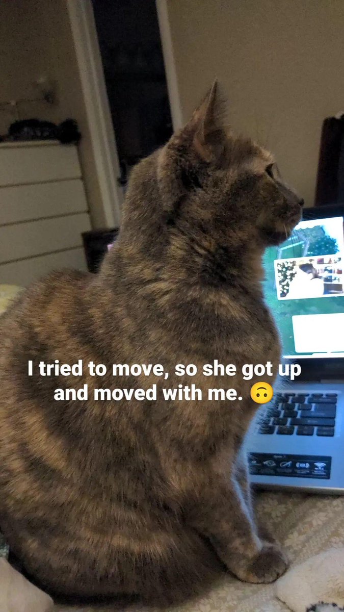 cocacoriola's tweet photo. Trying to watch @lilsimsie but my cat won't let me: a photo series https://t.co/lSz1bCTj74