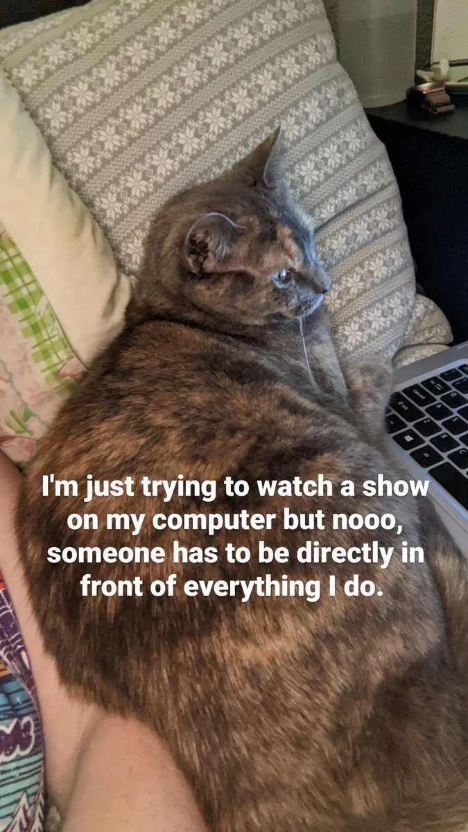 cocacoriola's tweet photo. Trying to watch @lilsimsie but my cat won't let me: a photo series https://t.co/lSz1bCTj74