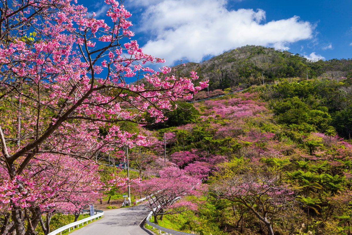 JPNConsulateLA's tweet photo. Down south in #Okinawa, #sakura🌸or cherry blossoms begin to bloom in Jan. & Feb. Mt. #Yaedake is usually the first spot where cherry blossoms bloom. The climate is temperate during this time, ranging around 60-68°F. https://t.co/RebAIEQ7Lu