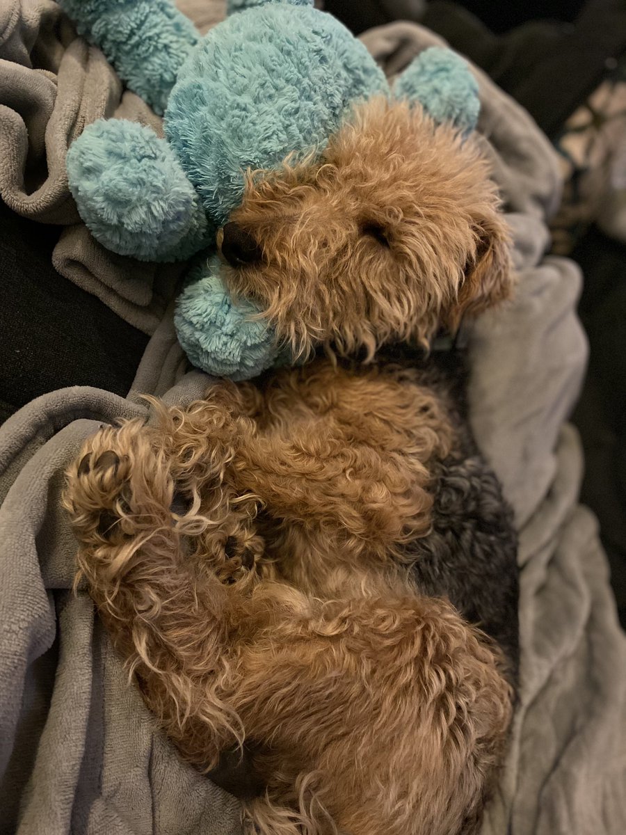 SheldonTheWelsh's tweet photo. Snow mode activated โ๏ธ๐๐ค
#snow #snowmode #dogs #noreaster #dogsoftwitter #Welsh #sleeping #naptime https://t.co/pImgYJmNlm