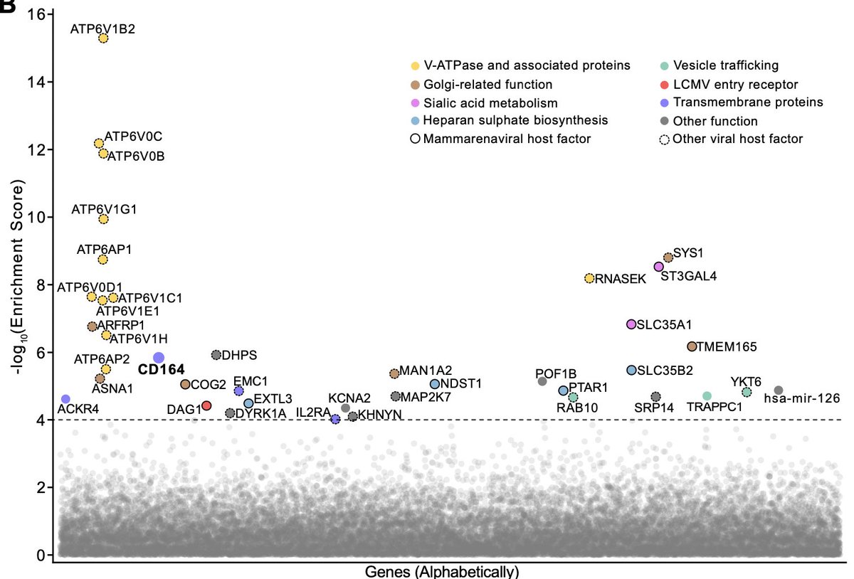 Beautiful work by <a href="/jamminliu/">Jamin Liu</a>, Joe DeRisi et al. on applying CRISPR screens to identify host factors that mediate LCMV infection in mammalian cells. Potential way of how LCMV infects placental tissues by using CD164 as an entry factor

biorxiv.org/content/10.110…