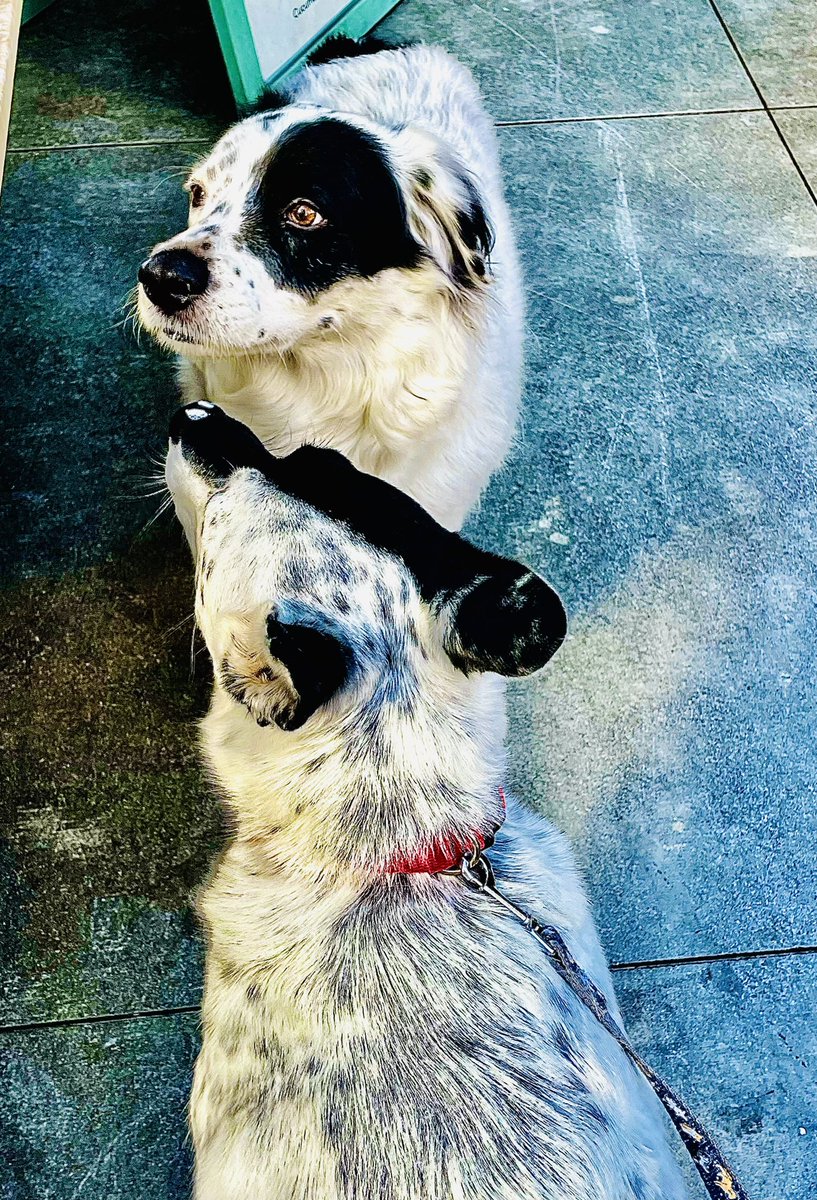 Boho_For_Life's tweet photo. #FridayFunDay Twinsie pals on the hunt for those pesky Zombs! #ZSHQ #dogsoftwitter #Aussiecollie #bordercollie #aussieshepherd #lovedogs https://t.co/LyexxQQKWh