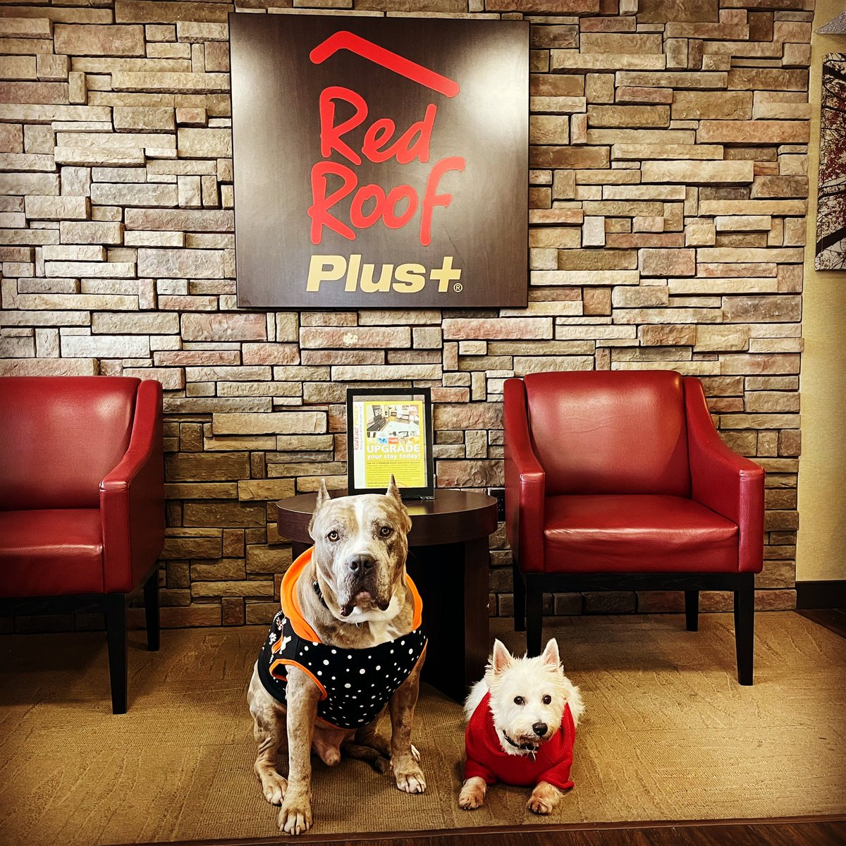 ShortyRossi's tweet photo. #ares & #preston luvs @redroofinn
herculeslives #pitbull #pitboss #shortyrossi #shortysrescue #cigars #cigar #TitosHandmadeVodka #VodkaForDogPeople #lucypet #metropaws #goughnuts #RedRoof #RedRoofLuvsPets #PetFriendly #PetFriendlyHotel #handsongloves #bullterrier https://t.co/67m5hBlXTE