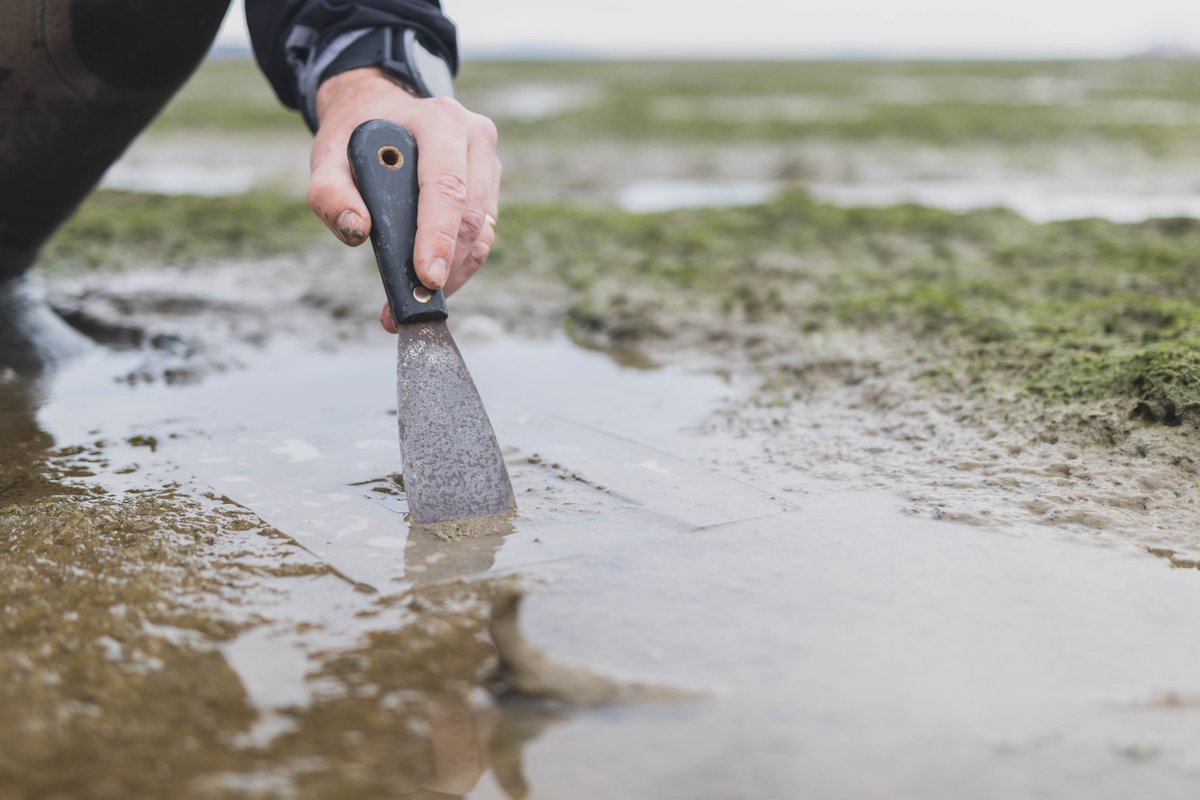 BirdsCanada_BC's tweet photo. The vast expanse of intertidal mudflats may seem devoid of life. But, hidden on the slick surface of the mud, #biofilm thrive and are a critical food source for migrating shorebirds: https://t.co/hS50NSVG1d https://t.co/MUrlbg1PtJ