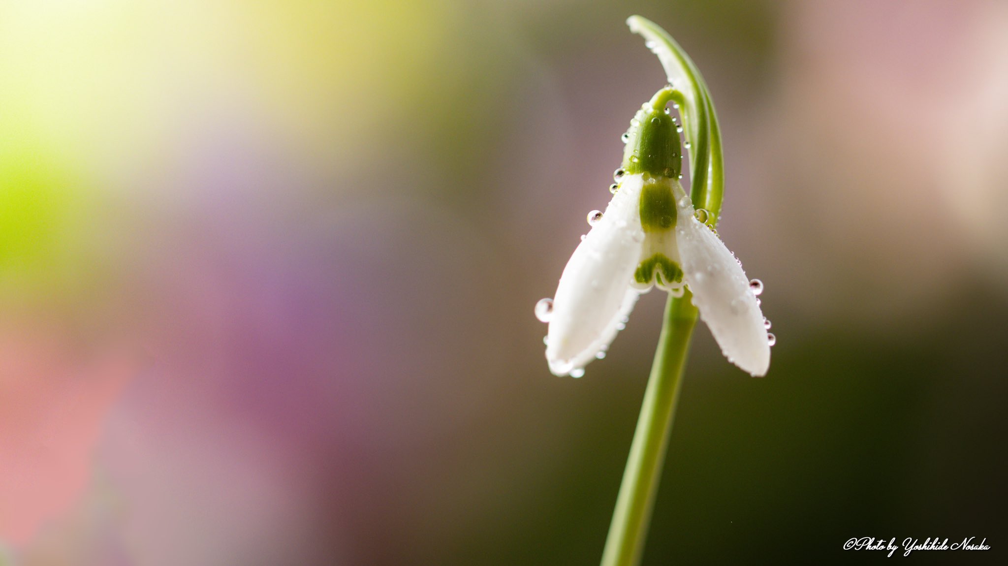 よしひで V Twitter もうすぐ春 スノードロップ 白い花 もう少しで春 ヒガンバナ科 花 花撮り人 お写んぽ T Co Ci8nxlapxf Twitter