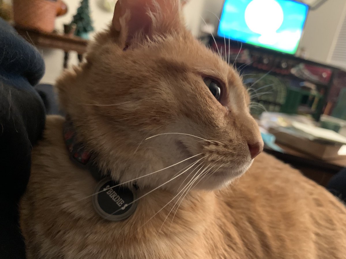 KittyOfTD's tweet photo. Today's kitty of the day is Meatball's BFF, Birdie!

#CatsOfTwitter #CaturdayEve #CatOTD https://t.co/ULsUA4tpTo
