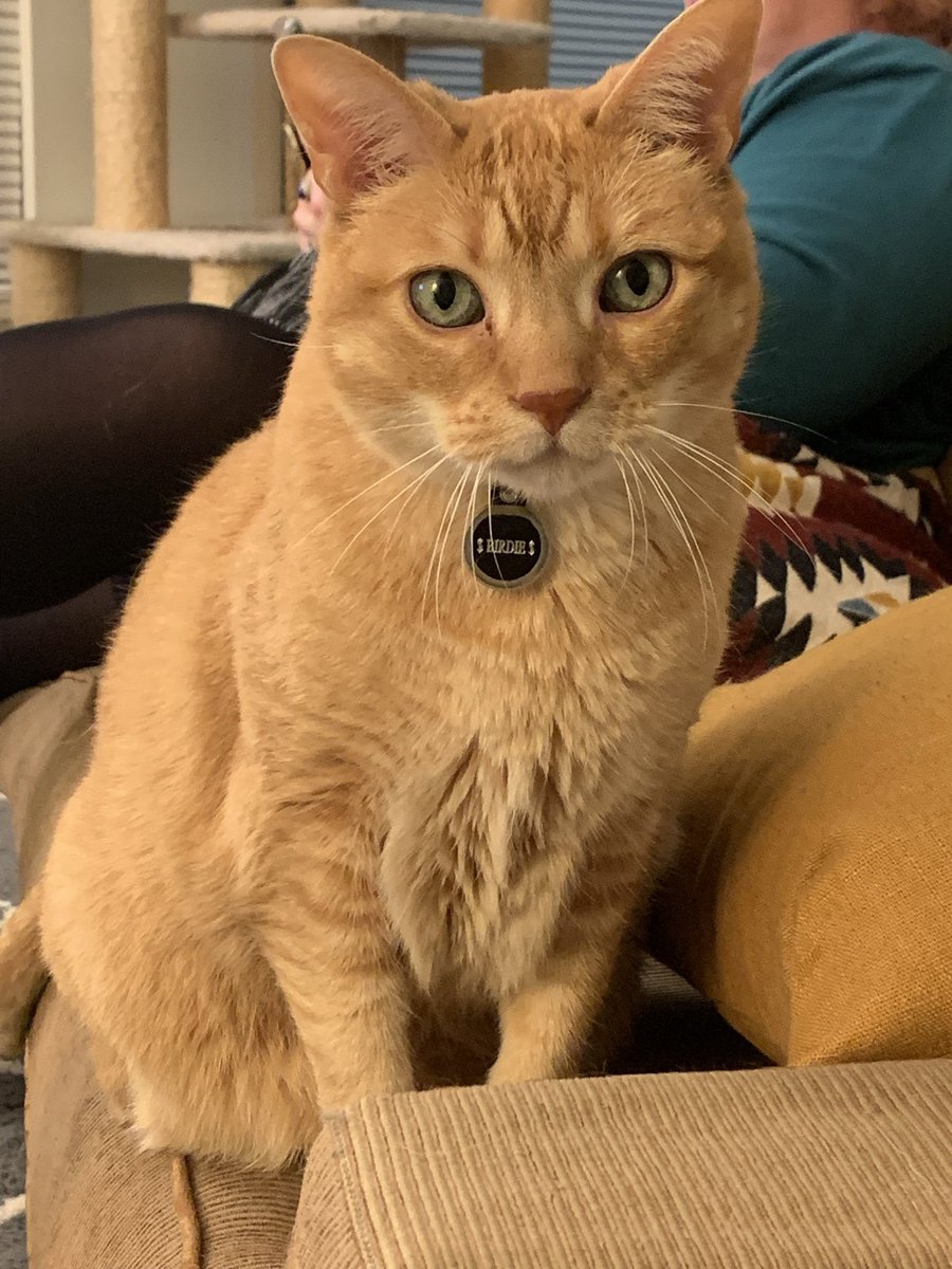 KittyOfTD's tweet photo. Today's kitty of the day is Meatball's BFF, Birdie!

#CatsOfTwitter #CaturdayEve #CatOTD https://t.co/ULsUA4tpTo