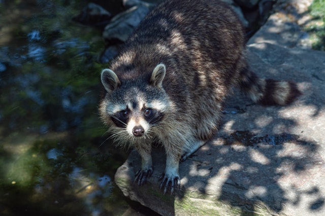 aTrapPro1's tweet photo. Seeing damage to your home's roof line, along with scratching sounds coming from the attic? You may have a #raccoon #intrusion! Trappro will safely remove the raccoons, clean up the mess and repair the damage to prevent them from reentering. 

https://t.co/6fy0AGGyNv https://t.co/KdiJiZSGz8