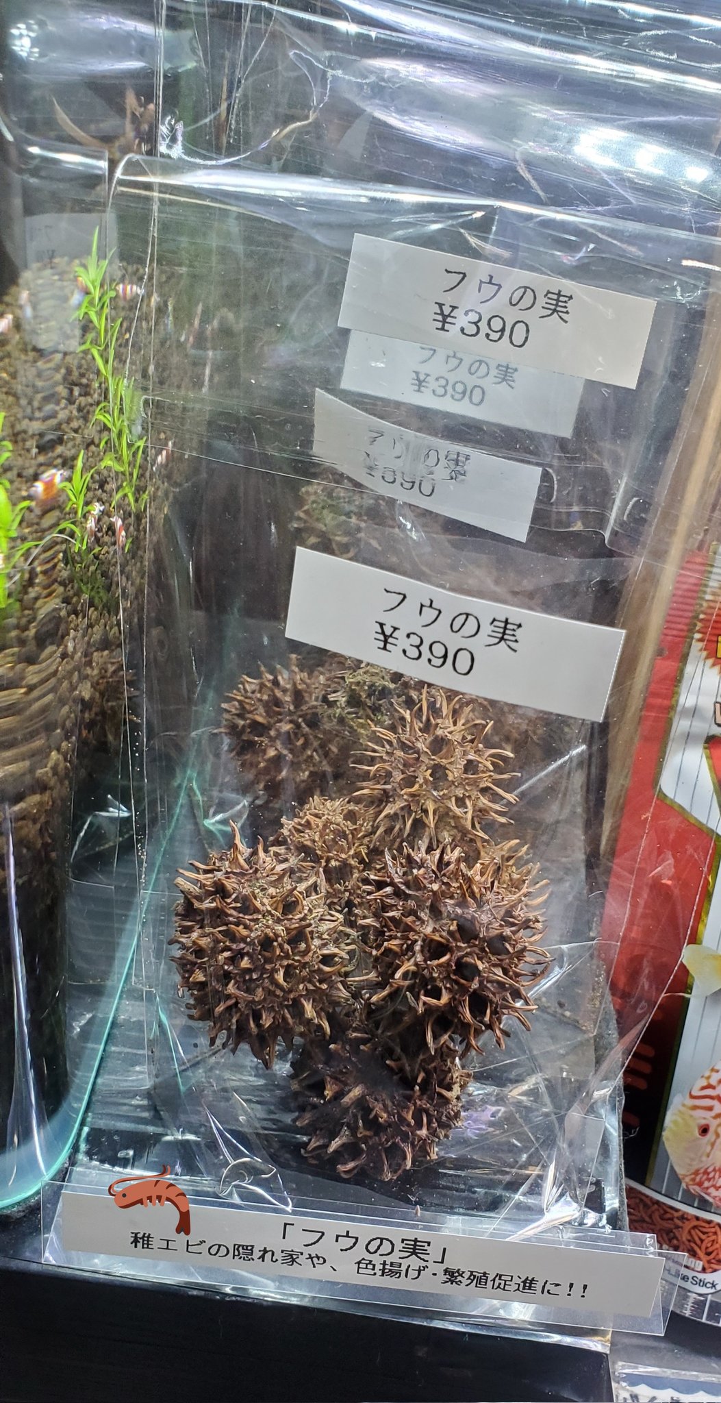 ヒロセペット谷津本店 フウの実 入荷いたしました シュリンプの水槽に 稚エビの隠れ家 に 色揚げ効果もあり 繁殖の期待もあり 水槽内にポンっと入れるだけで です 浮いててもエビさんの捕まり場所になってます 写真3枚目