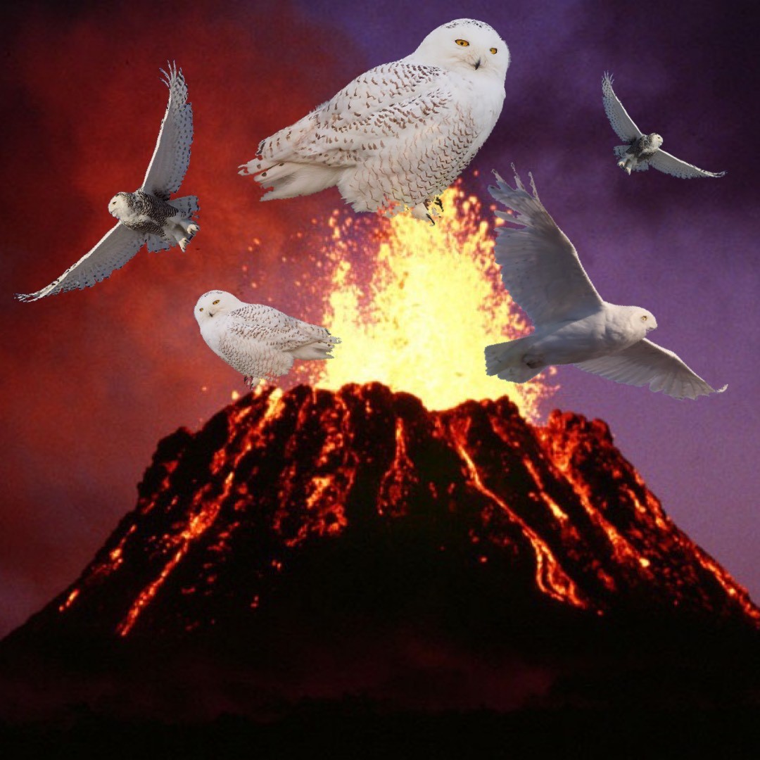 Snowy owl eruption = doesn't exist. 

Snowy owl irruption = occurs every few years.  

We’re seeing many snowies visiting the northern U.S. this winter. The reasons for these irruptions are complex, but food availability and an increase in owl population are possible causes.