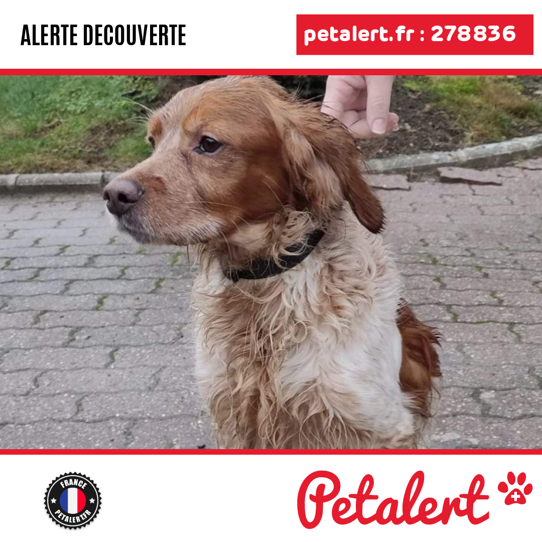 petalert_france's tweet photo. Trouvé #Chien # #Semide #Petalert #PetAlert / https://t.co/TwXlIWrRgb https://t.co/t7R9dXKxkI