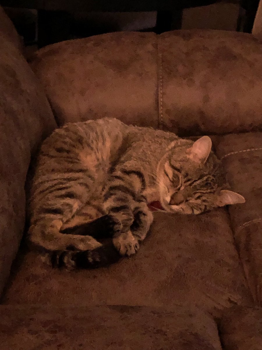 omnipotentfelix's tweet photo. Nap time https://t.co/78hoC4H9RB