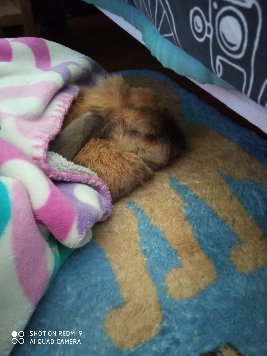 SchniiKo's tweet photo. Mi bebé ;-; https://t.co/Ib486AdxC3