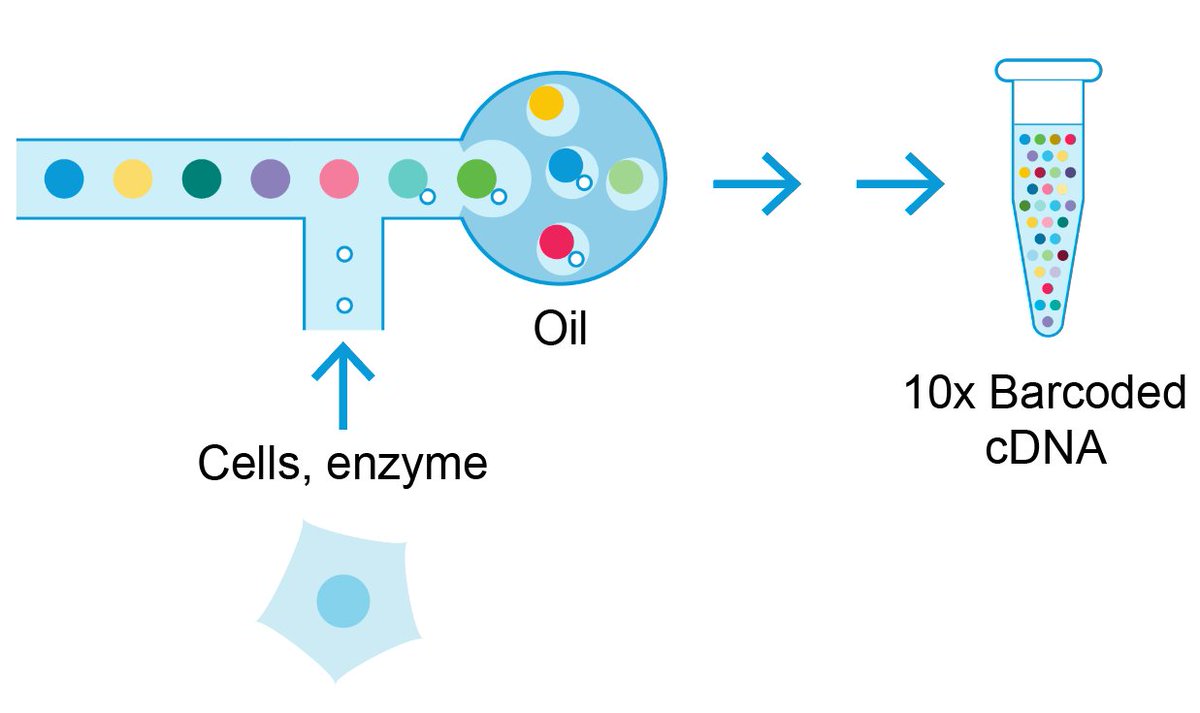 vangalenlab's tweet image. Rarely have I been as excited about a new technology: biorxiv.org/content/10.110…. We combined T cell receptor (TCR) sequencing with single-cell RNA-seq from the @10xGenomics 3&apos; Gene Expression platform. Including retrospective use, if you have 3&apos; barcoded cDNA in the freezer! 🧬 1/6
