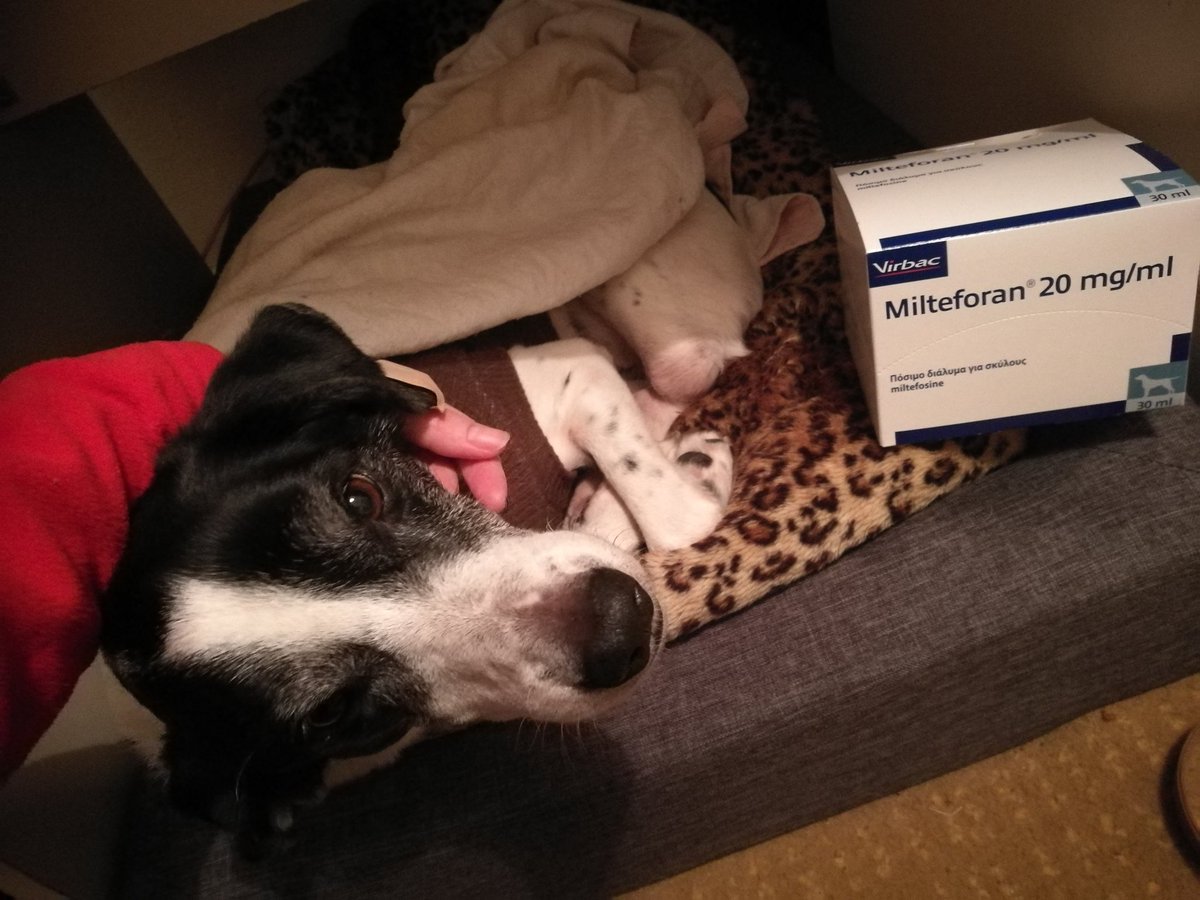GrStrays's tweet photo. We started milteforan and vitamins for his immune system. Jason is a dog that i found injured and moribundity. Maybe he had a car accident. He lost his leg and had surgeries to walk again. Also he is positive to leishmaniasis... Together we will fight everything! 🙏 https://t.co/NwyJEGOIzU