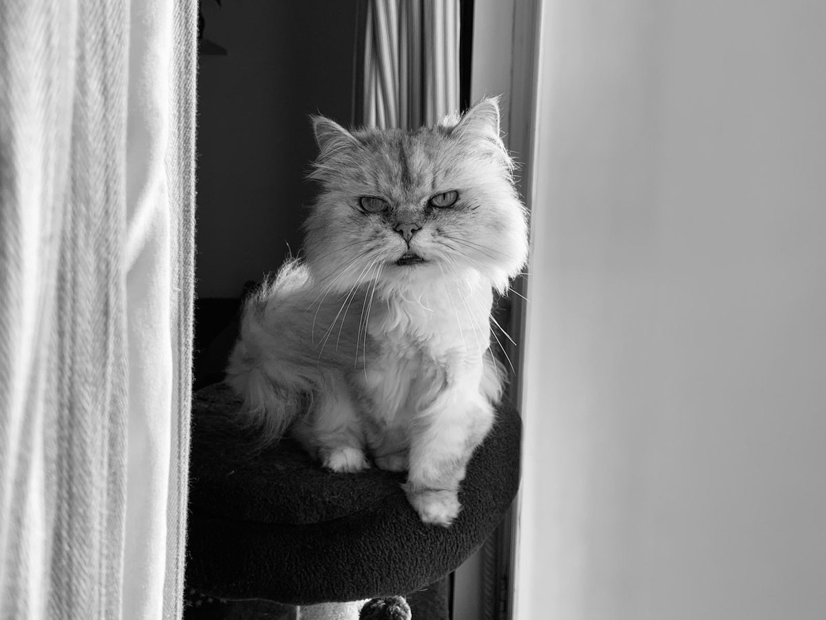 How gorgeous is my baby? 🥺😭❤️ Retweet if you think so! #CatsOfTwitter #CatsOnTwitter