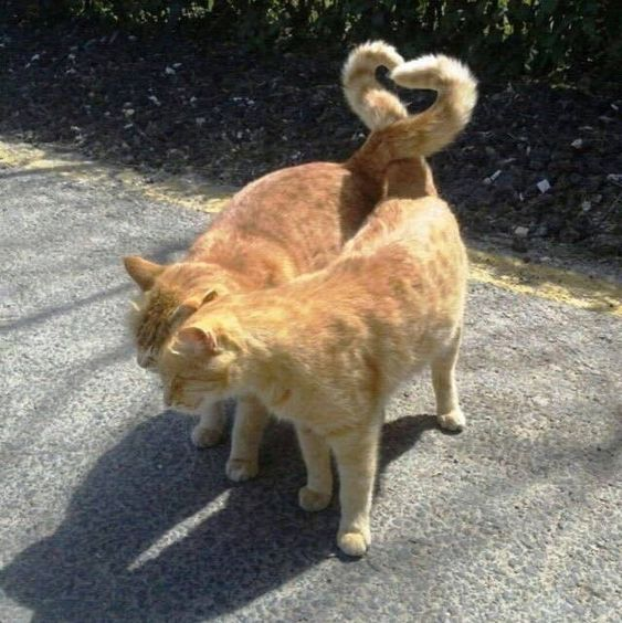 WholesomeMeme's tweet photo. https://t.co/qxmlNJ1uy6