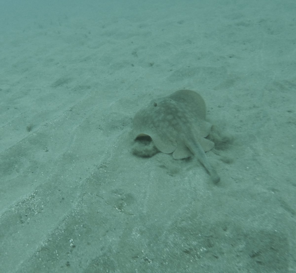 Did you know, round stingrays are chondrichthyes, just like sharks? They have a completely cartilaginous skeleton, with no bones!  🤓 🌊 🦈  #cimiscience #fishfriday #roundstingray #chondrichthyes #stingrayshuffle #sandybottom #catalinaisland