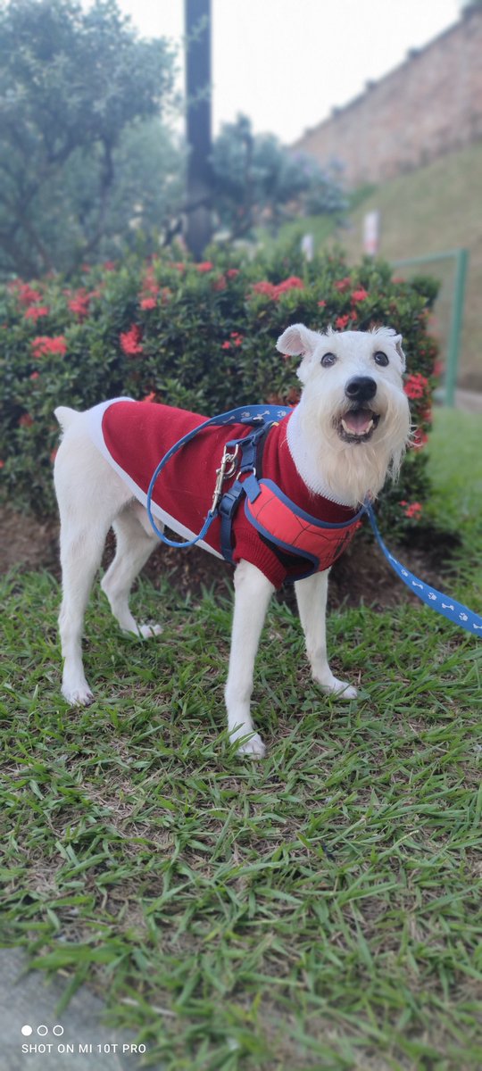 Beryz10's tweet photo. RT🙏
AYUDA!
Pick y yo les queremos pedir un gran favor.
Buscamos un perrito o perrita donador de sangre, que pese más de 45 lbs y que tenga menos de 7 años.
Pick necesita una transfusión de carácter URGENTE.
Pick y yo se los agradeceremos mucho.
Información 76730831 🐾 https://t.co/I37NwSDF3j
