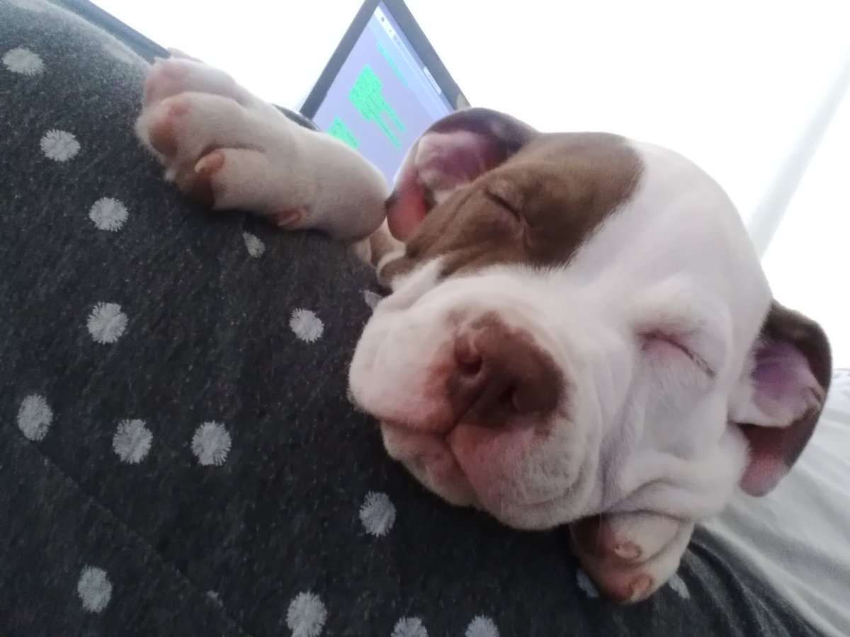 mjdc6's tweet photo. Solo dormido se deja tomar fotos 😅🥰mi regalito del 2022🤩 https://t.co/4ZTVvWos3W