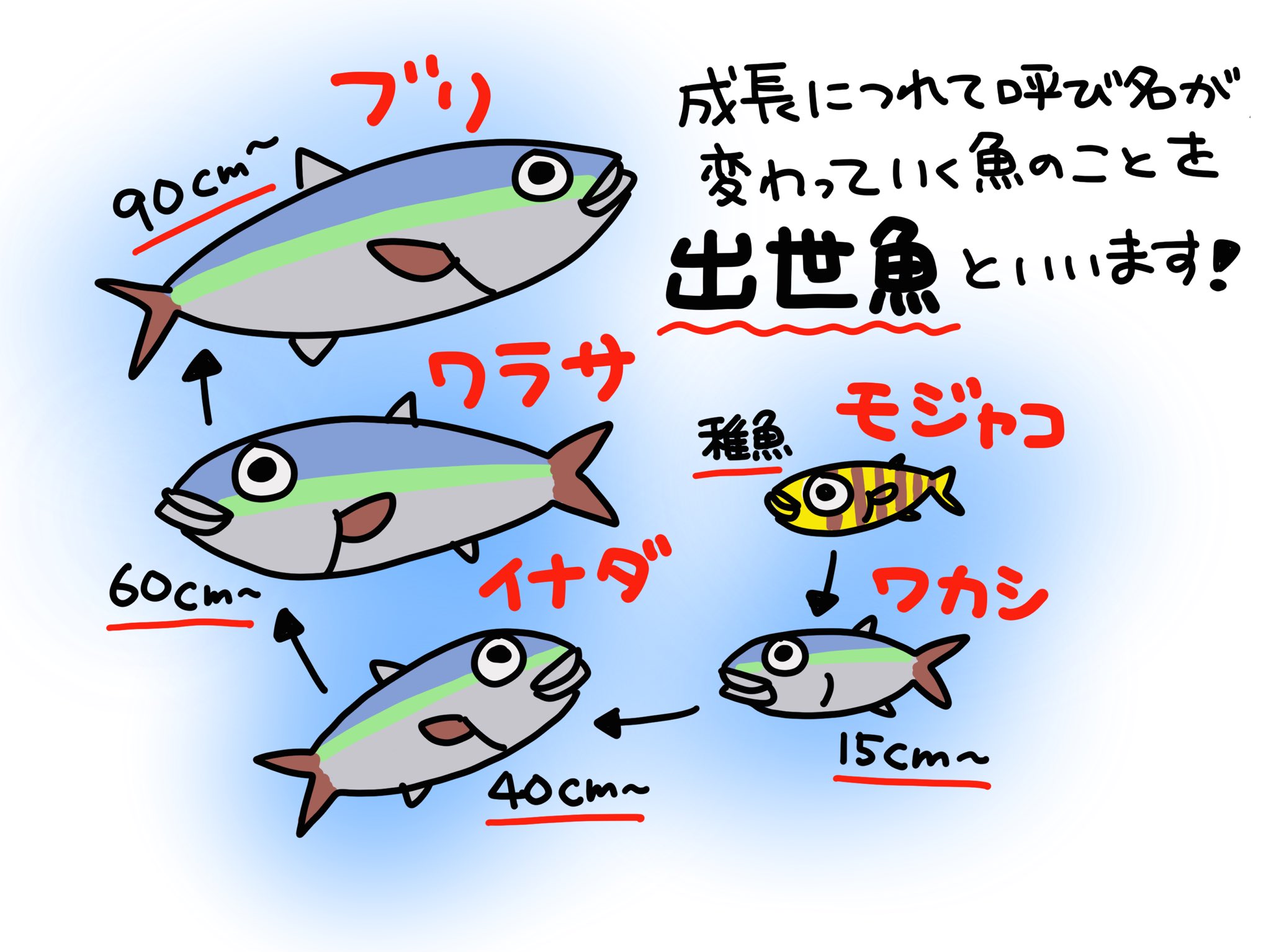ふくちゃん 魚のイラスト 成長で呼び名が変わる出世魚 一般の人は ブリ ワラサ イナダが同じ魚だと知らない人も結構多かったりしますね 魚のイラスト 出世魚 ブリ T Co Srnghp7d3p Twitter