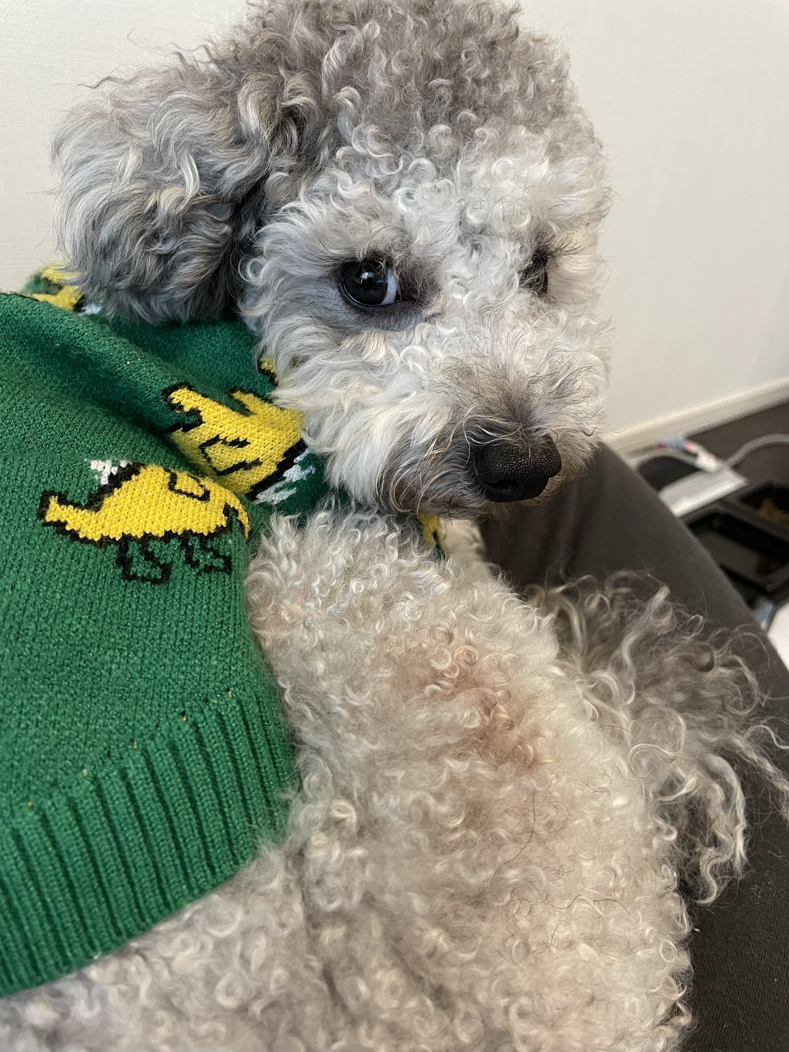 寝起きの犬 Twitter Search Twitter