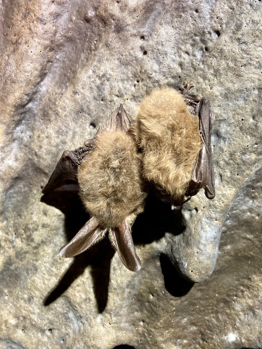 BatTed_1000's tweet photo. As it is most years, my #FirstBat of 2022 is the Townsend's Big-eared Bat
What is your #FirstBat of 2022?
#hibernation #CoSleeping #Cuddling #bats https://t.co/ukSj5KmmoZ