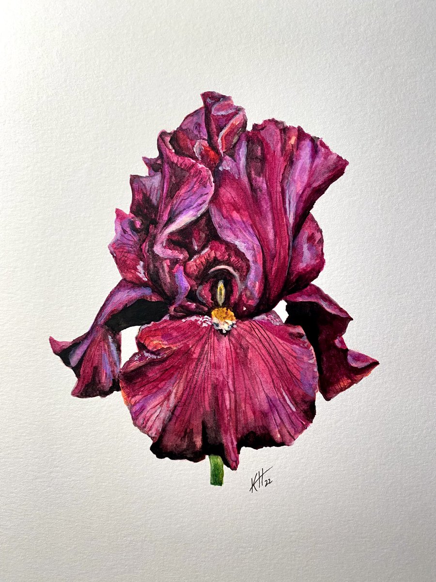 red bearded Iris, watercolor study
