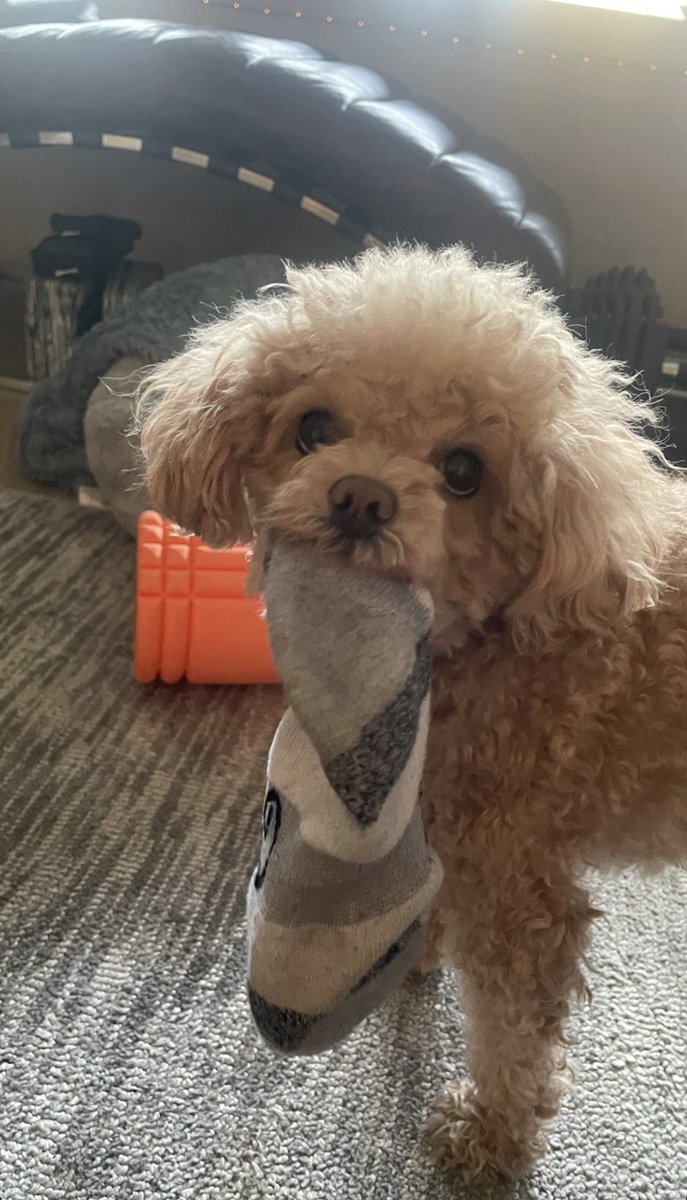 zoeftcandice's tweet photo. 🐶📸 | zoekravitzwishes via insta story! https://t.co/MbwUjFt3aH