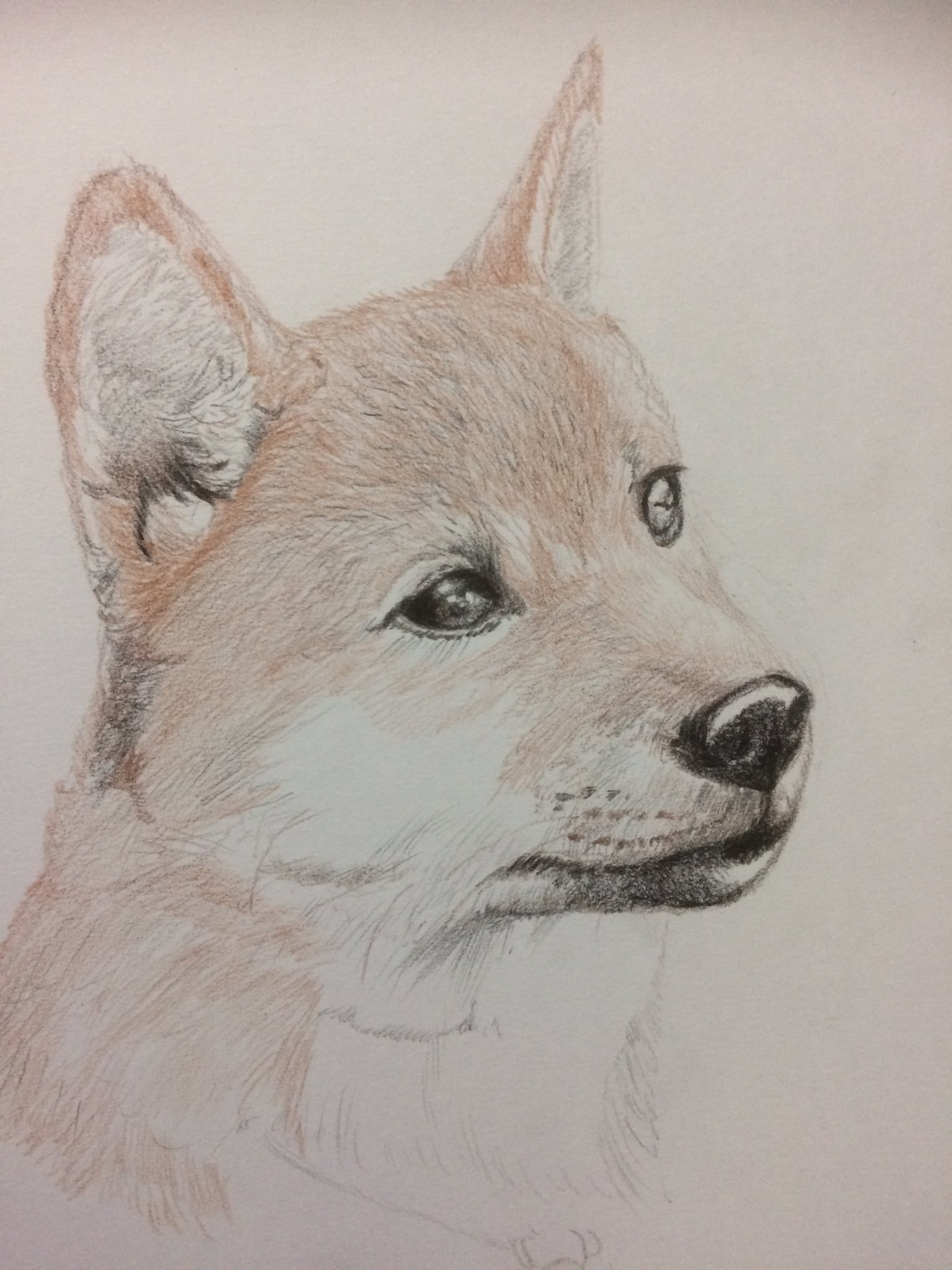 大阪吾郎アートスタジオ 初代画家吾郎 日本犬イラスト柴犬完成です コントラストを大切にします 柴犬イラスト 赤柴 イラスト 日本犬イラスト T Co Vf5tktzrhr Twitter