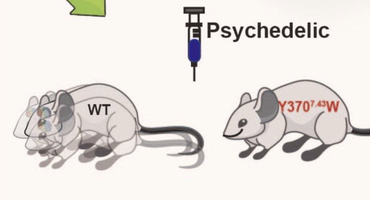 WT mouse trippin’ balls 🍄