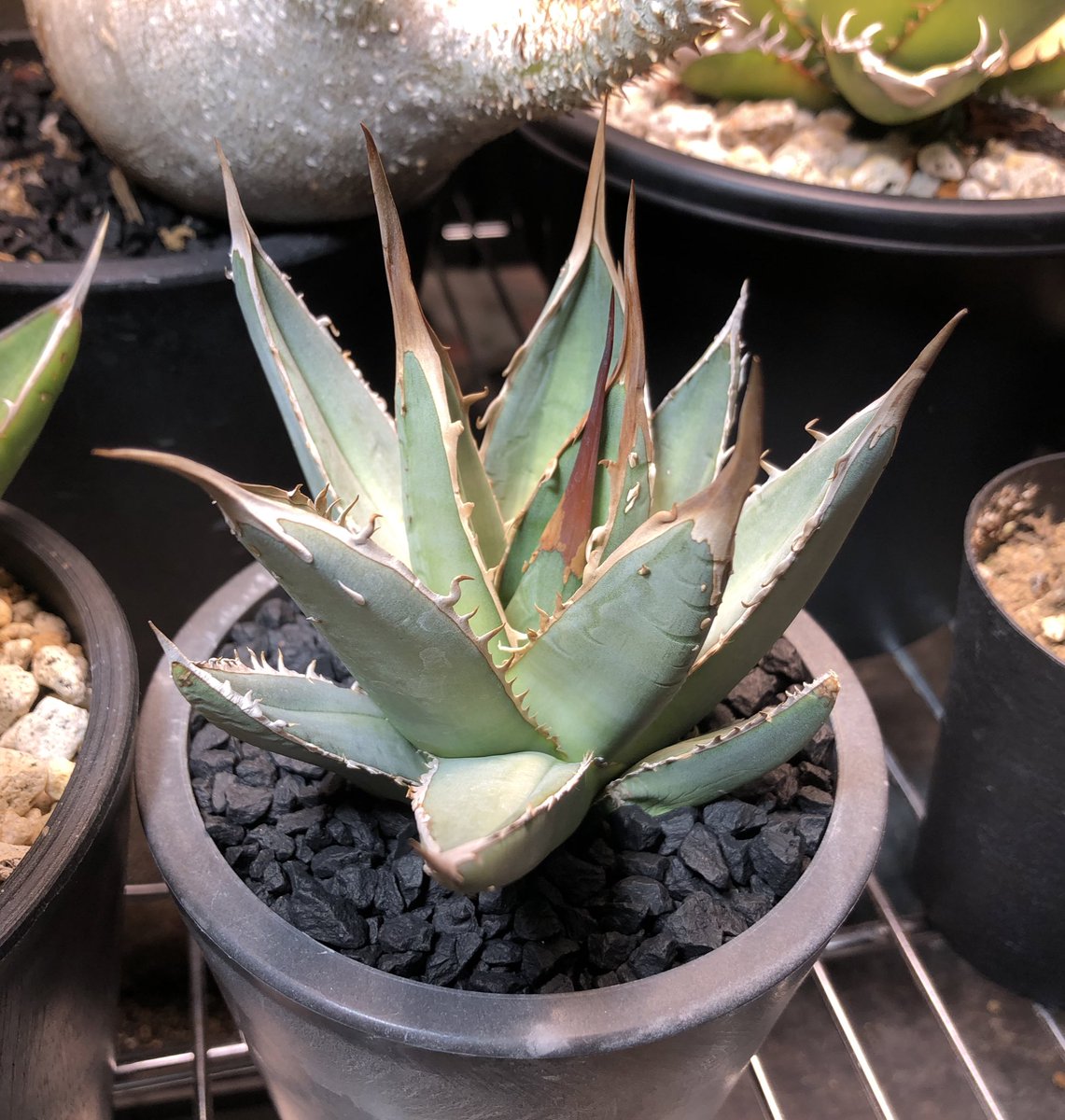 SGmk2's tweet photo. Agave ghiesbreghtii(purpusorum)
2枚目の株はじっくり作り直し中です👍
#gp_sp
#gp_gb https://t.co/B4CDwAJ44H