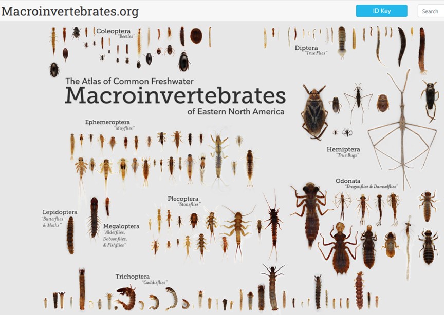 This is a very useful resource (although the ID key is focused primarily on aquatic insects): macroinvertebrates.org