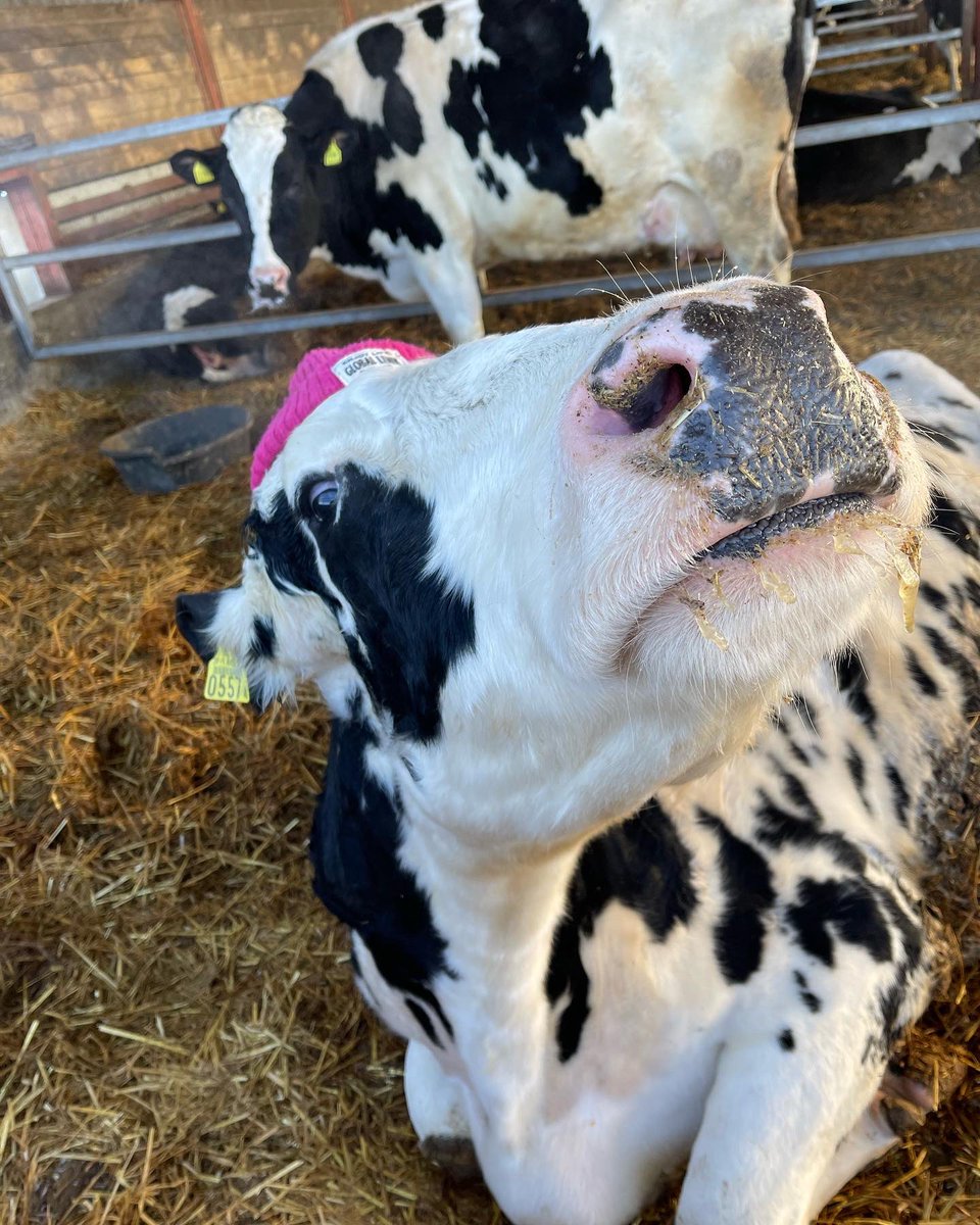 km0330ski's tweet image. ついにごーちゃんがニット帽被ってくれた♥️