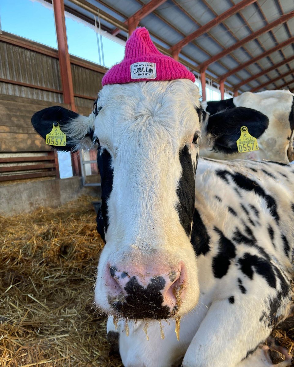 km0330ski's tweet image. ついにごーちゃんがニット帽被ってくれた♥️