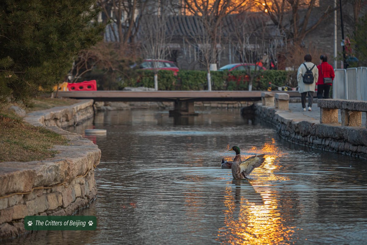 VisitBeijingcn's tweet photo. A hardy Mallard Duck stretches its wings along the Sanlihe Canal in the Qianmen. The waterway was first constructed in the 15th century but has been recently repaired and is now a favorite destination for shoppers and diners.
📍Qianmen Sanlihe
📷 Uni You
#crittersofbeijing https://t.co/bHKzJEPmuV