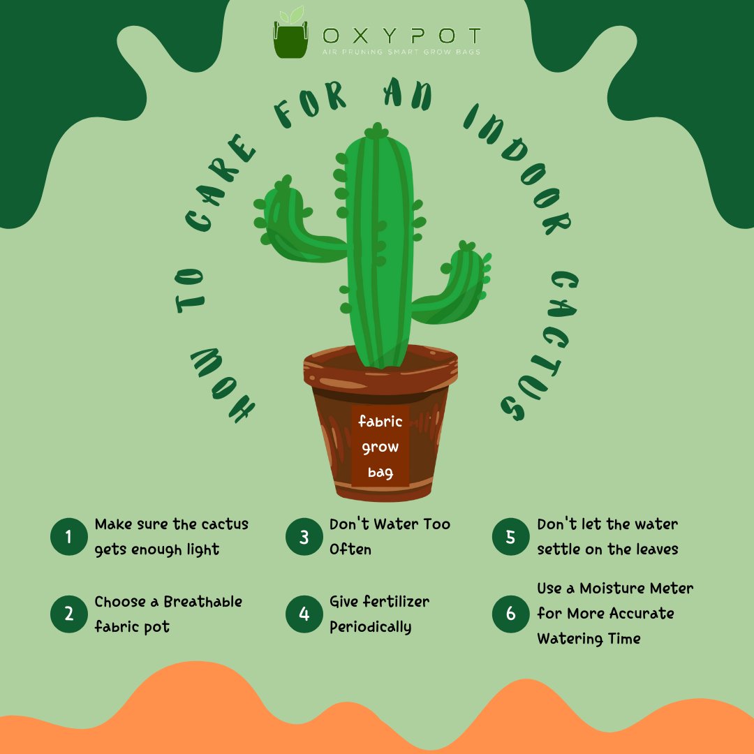oxypot1's tweet photo. Grow a cactus plant indoor by following simple steps- 
1. Make sure the cactus gets enough light.
2. Don't Water Too Often.
3. Don't let the water settle on the leaves.
Shop fabric grow bags for your cactus plant @https://oxypot.in/
#fabricgrowbags #growbags #gardeningtips https://t.co/6nAszDG3SX