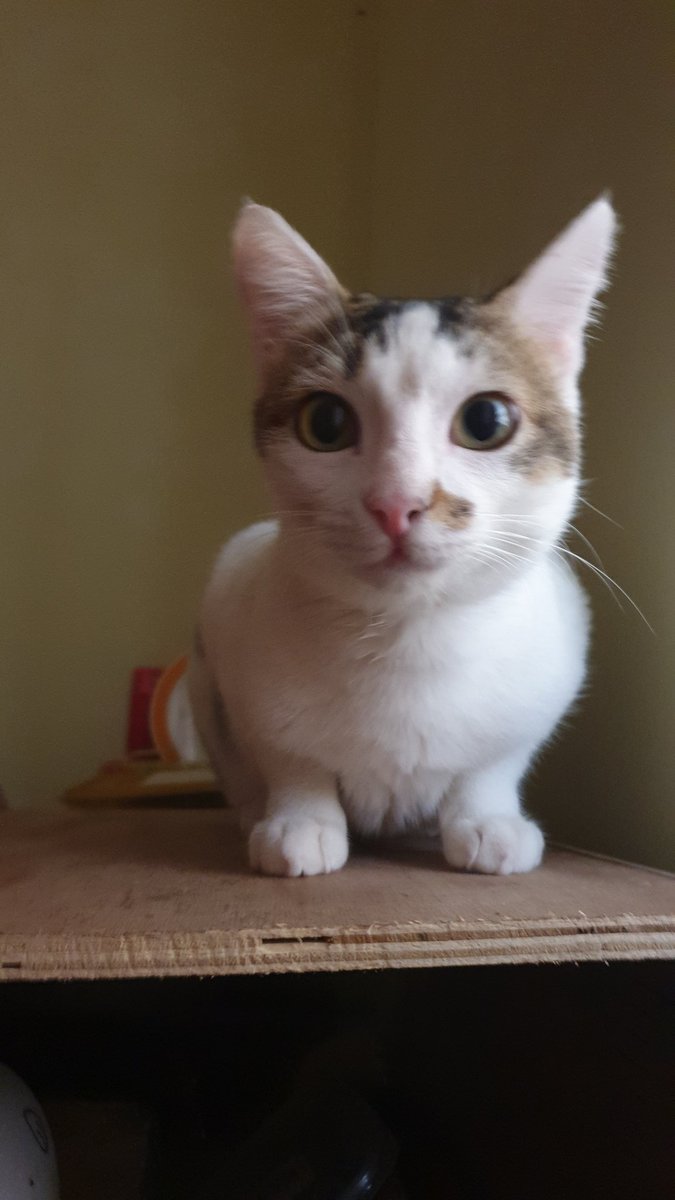 Woke upto this the other day. Good morning #NFTfamily 
What are you upto today? Show me your NFT artworks you are proud of. Follow me, like and RT this comment, I shall RT all, and follow back those with artworks that I like.