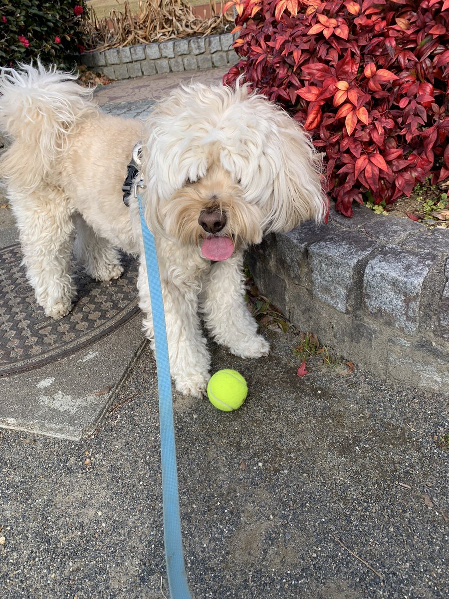 🎾みつけたーー✨🐕
 
(特技🧐)