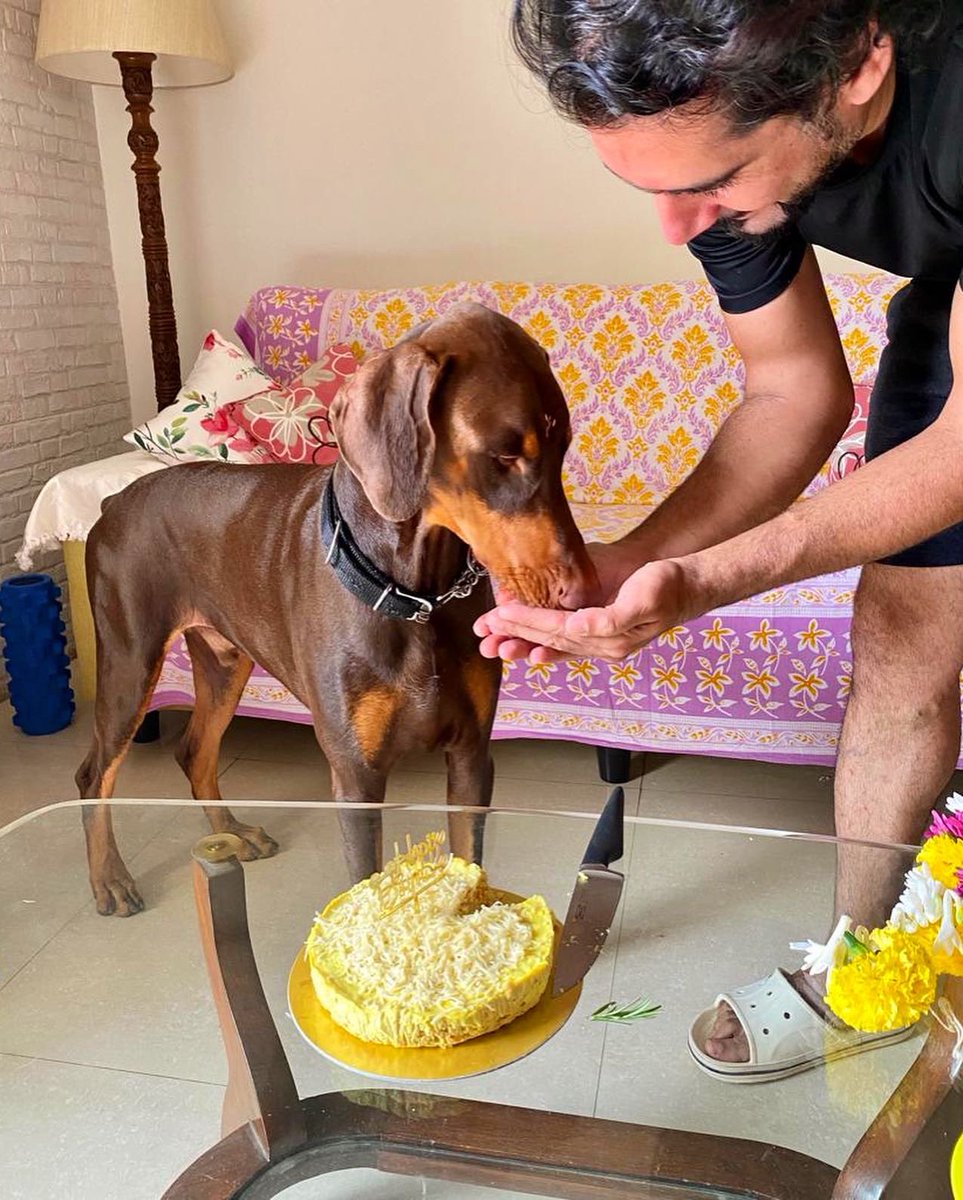 Bakeonomics's tweet photo. Why should humans have all the cake?!😉

A doggy Cake made with chicken mince and few of Goofy’s favourite vegetables topped with a generous sprinkle of grated cheese🤤

#bakeonomics #puneeatsout #punebaker #nibmbaker #kondhwabaker #wanoriebaker #homebakerspune #cakeartist https://t.co/04SR9fJ9c8