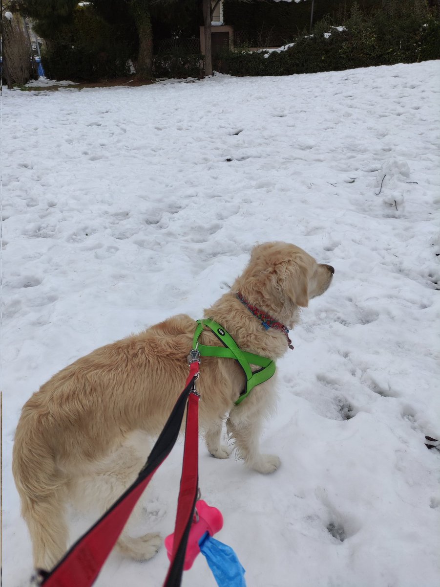 tinathemelis's tweet photo. Day 6, #Athens suburb #Vrilissia still buried in tons of snow. In anticipation of new storm 🙄
Dog walk mission impossible.
#LostCase
#Greece
#StateFail https://t.co/QIsbvpT4NB