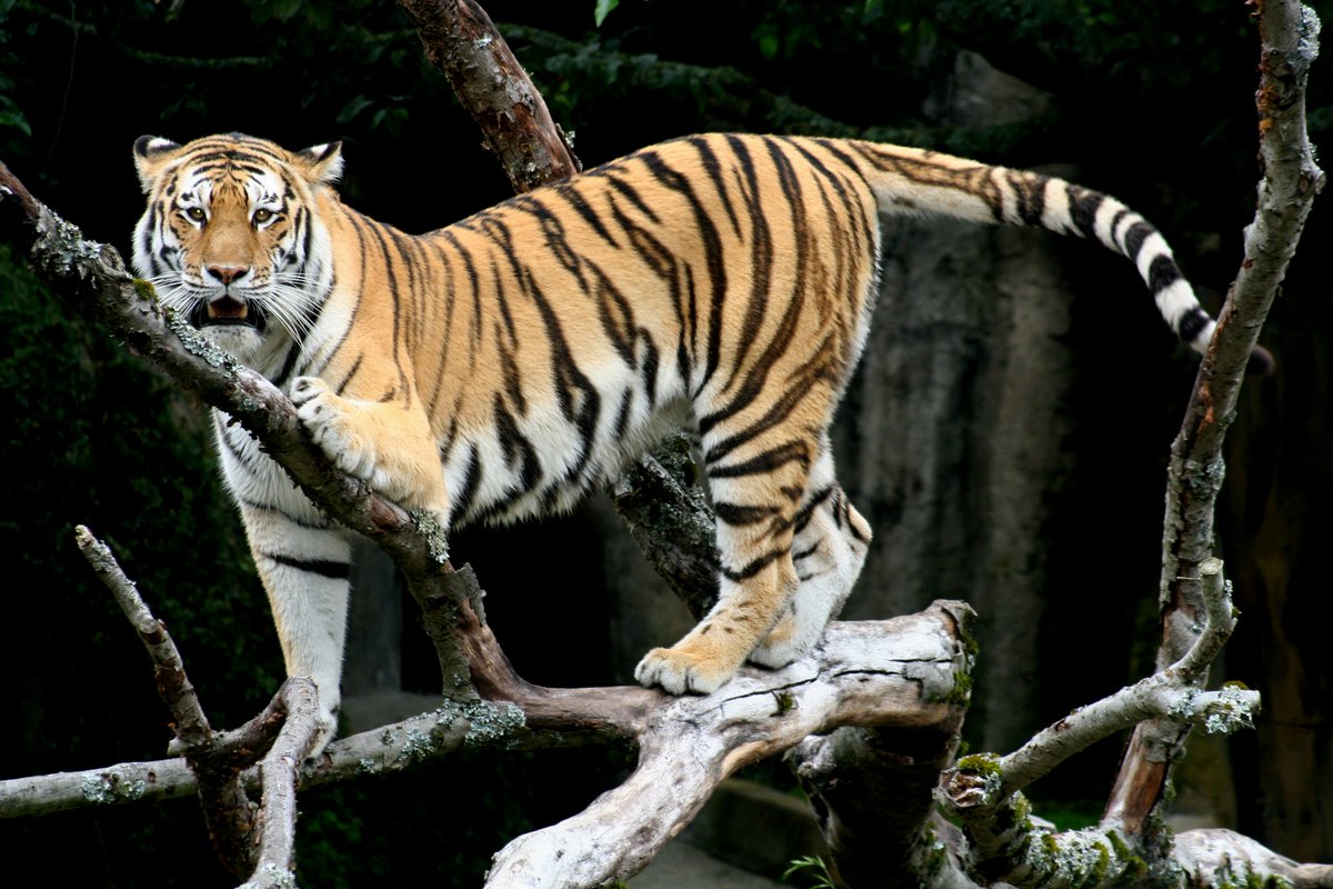 HourlyTiger's tweet photo. https://t.co/RUxyAEGZy3