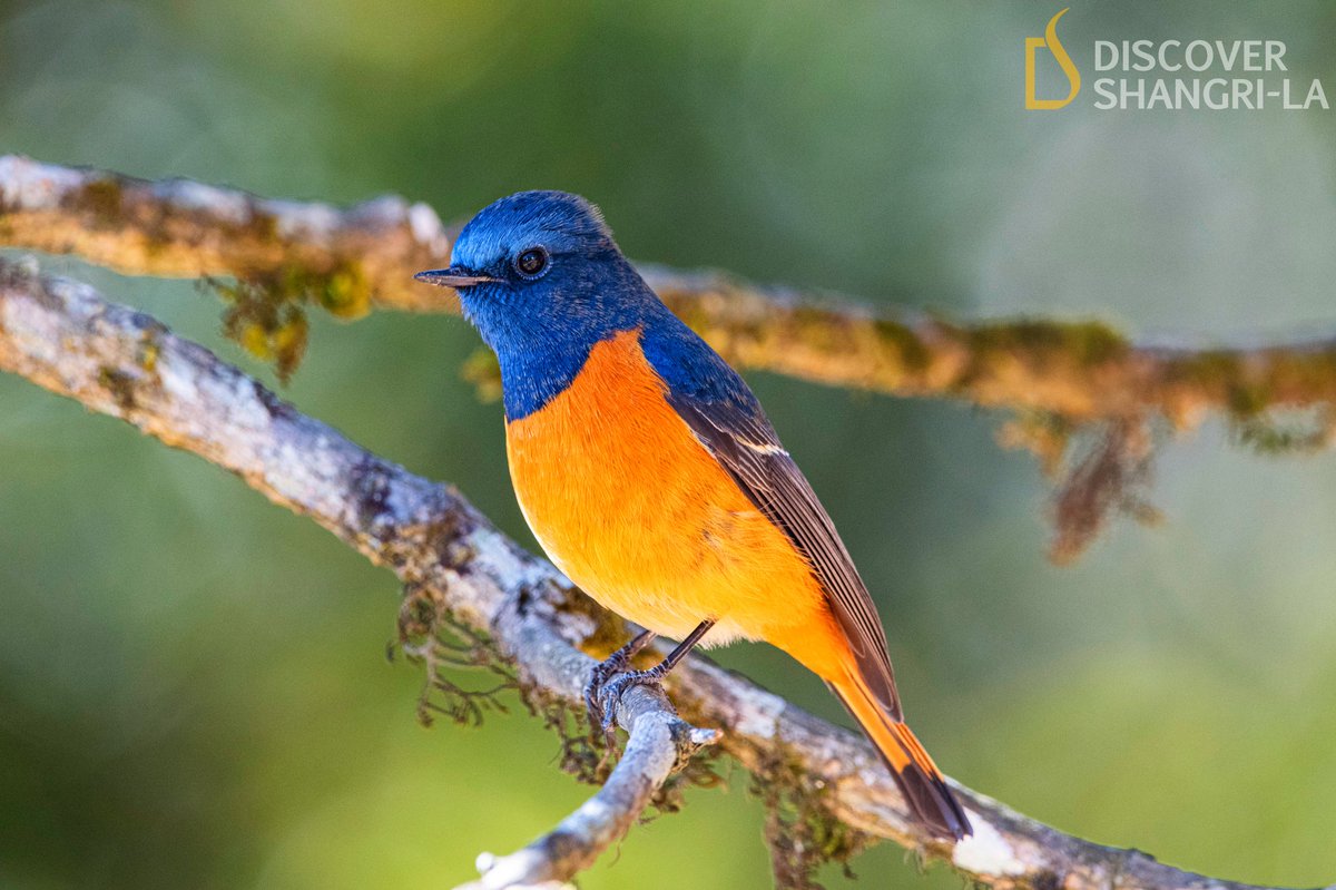 JambeyDondu's tweet photo. #AssetsofTawang
In frame: Blue fronted redtsart.
Info: The blue-fronted redstart is a species of bird in the family Muscicapidae, the Old World flycatchers. Its natural habitat is temperate forests.
@PemaKhanduBJP @IndiAves @ParveenKaswan #TwitterNatureCommunity @CarlBovisNature https://t.co/WGANpFVd9h