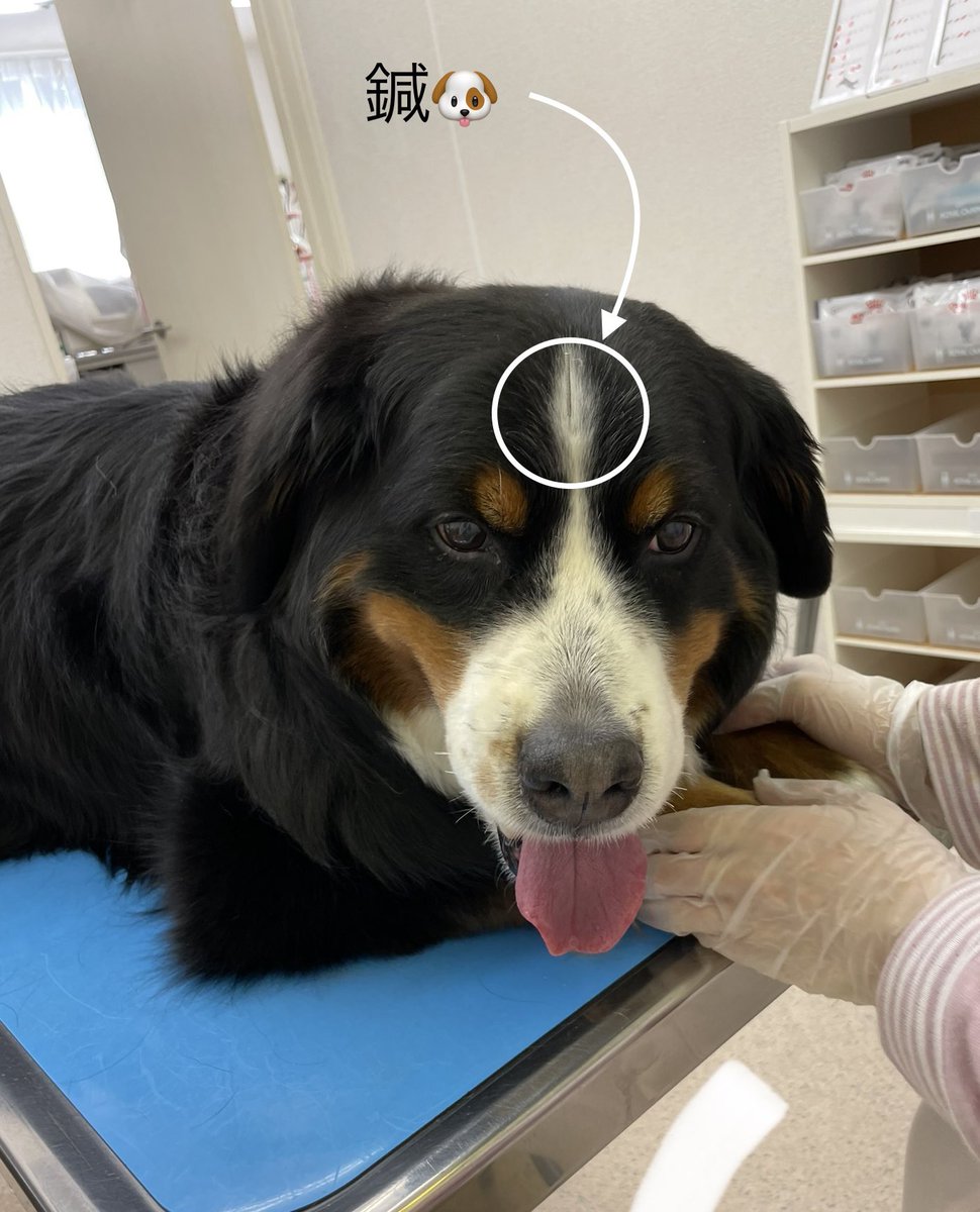 Dr_animalclinic's tweet photo. 今日の鍼治療、1人では小春ちゃん🐶
#仙台プラム #動物病院 #犬 #猫 #中西結合 #犬薬膳 #PYIA #ペット薬膳 #ペット薬膳管理士 #中獣医 #鍼灸 #漢方 https://t.co/g8QF62RNN9