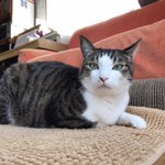 信州ねこつぐら保存会🐾のツイート画像