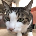 信州ねこつぐら保存会🐾のツイート画像